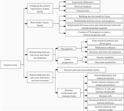 IGFBPs were associated with stemness, inflammation, extracellular matrix remodeling and poor prognosis of low-grade glioma